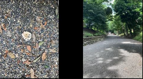秋葉原から少し足を延ばす。旧岩崎邸庭園で明治建築に出会うの取材写真 3
