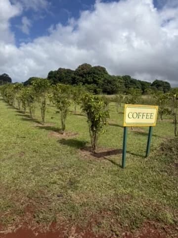 ドール・プランテーションのコーヒー畑とCOFFEEの案内板