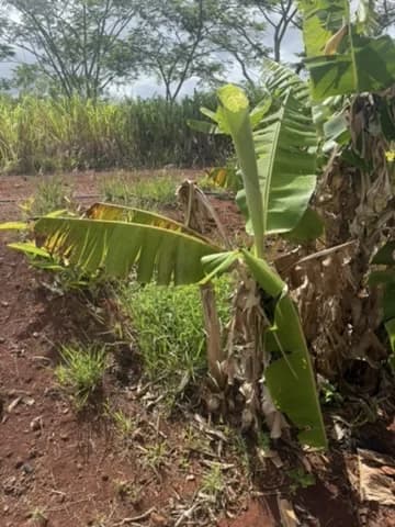 ドール・プランテーションの赤土に育つバナナなどの熱帯植物